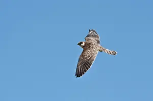 Vespertinus: Red-footed Falcon (Falco vespertinus). Juvenile