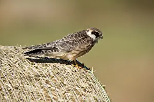 Vespertinus: Red-footed Falcon (Falco vespertinus). Juvenile