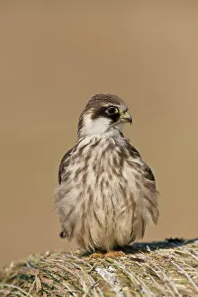 Vespertinus: Red-footed Falcon (Falco vespertinus). Juvenile