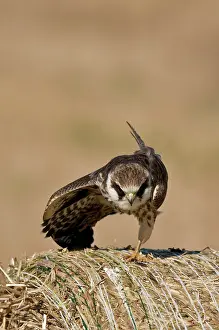 Yoga: Red-footed Falcon (Falco vespertinus). Juvenile