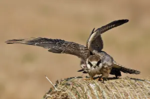 Vespertinus: Red-footed Falcon (Falco vespertinus). Juvenile