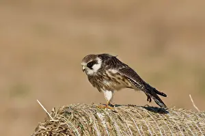 Vespertinus: Red-footed Falcon (Falco vespertinus). Juvenile