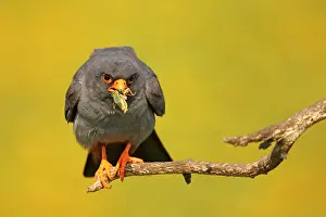 Hortobagy: Red-footed Falcon (Falco vespertinus ) male with