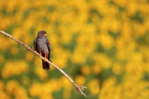Hortobagy: Red-footed Falcon (Falco vespertinus ) male on branch