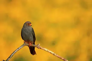 Hortobagy: Red-footed Falcon (Falco vespertinus ) male on branch
