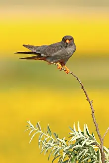 Hortobagy: Red-footed Falcon (Falco vespertinus ) male on branch