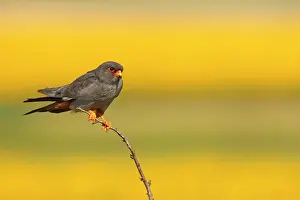 Hortobagy: Red-footed Falcon (Falco vespertinus ) male on branch