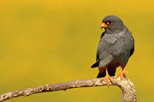Hortobagy: Red-footed Falcon (Falco vespertinus ) male on branch
