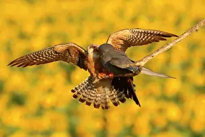 Hortobagy: Red-footed Falcon (Falco vespertinus ), Offering