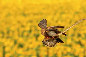 Hortobagy: Red-footed Falcon (Falco vespertinus ), Offering