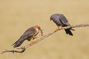 Vespertinus: Red-footed falcon (Falco vespertinus) pair, female