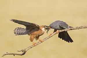 Vespertinus: Red-footed falcon (Falco vespertinus) pair, male