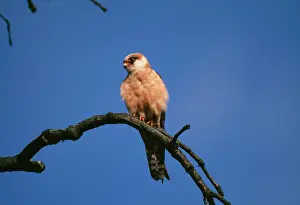 Vespertinus: Red-footed Falcon - Female