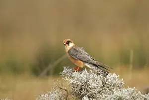 Vespertinus: Red-footed FALCON - Female