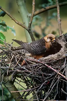 Guy Robbrecht: Red-footed Falcon - female at nestS