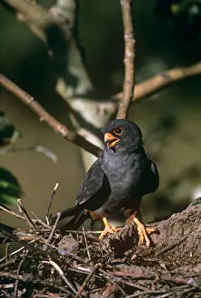 Guy Robbrecht: Red-footed Falcon - male