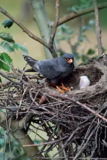 Guy Robbrecht: Red-footed Falcon - male