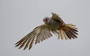 Vespertinus: Red-footed Falcon male hovering in pasture field