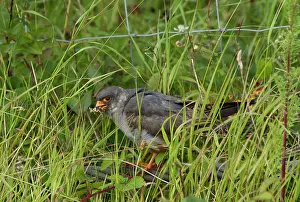 Vespertinus: Red-footed Falcon male with natural native grasshopper