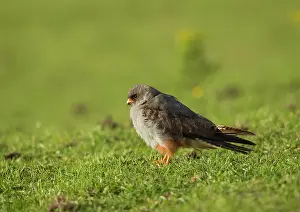 Vespertinus: Red-footed Falcon male in pasture field