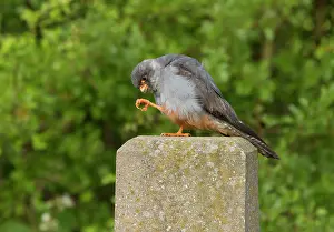 Vespertinus: Red-footed Falcon male perched on concrete post