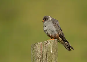 Vespertinus: Red-footed Falcon male perched on fence post in