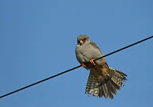 Vespertinus: Red-footed Falcon male perched on wire in pasture field