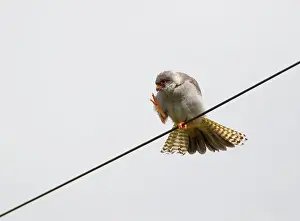 Vespertinus: Red-footed Falcon male preening perched on wire