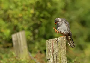Whilst: Red-footed Falcon male preening whilst perched on