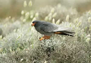 Vespertinus: Red-footed FALCON - male, with prey