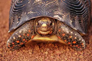 Carbonaria: Red-footed TORTOISE