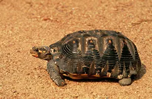 Carbonaria: Red-footed Tortoise