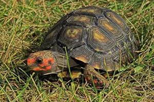 Carbonaria: Red-footed Tortoise