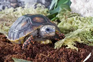 Carbonaria: Red-footed Tortoise