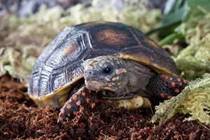 Carbonaria: Red-footed Tortoise