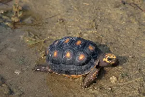 Carbonaria: Red-footed Tortoise