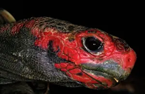 Geochelone: Red-Footed Tortoise