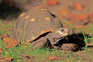 Geochelone: Red-footed tortoise (Geochelone carbonaria), adult