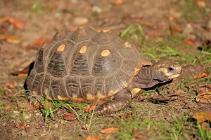 Geochelone: Red-footed tortoise (Geochelone carbonaria), adult