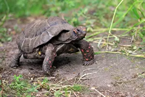Geochelone: Red-footed tortoise (Geochelone carbonaria), adult