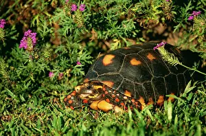 Carbonaria: Red-footed TORTOISE - amongst grass