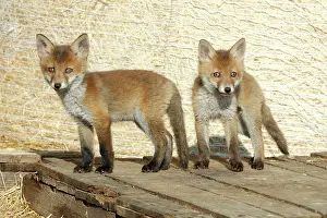 Pallet: Red Fox - 2 cubs standing on pallet in open barn