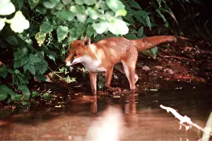 Elizabeth Bomford: RED FOX