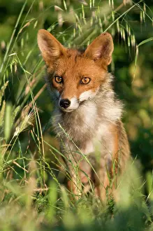 Red Fox