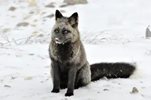 Variant: Red Fox