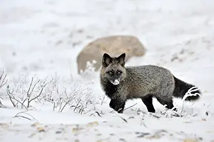 Variant: Red Fox