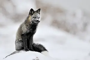 Variant: Red Fox