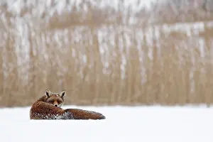 Chilling: Red Fox