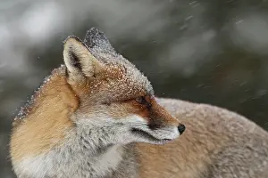 Shower: Red Fox