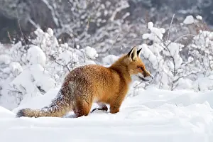 Plowing: Red Fox